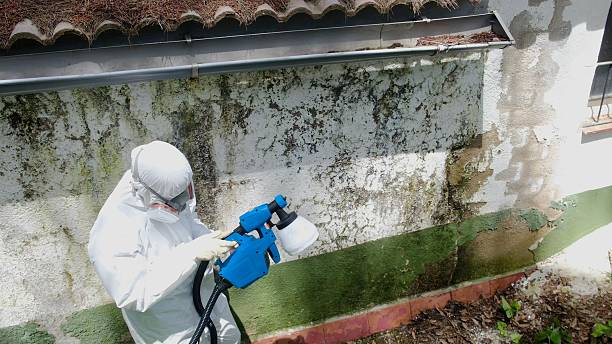 Top rated local Mold Remediation specialists in Berkeley, IL